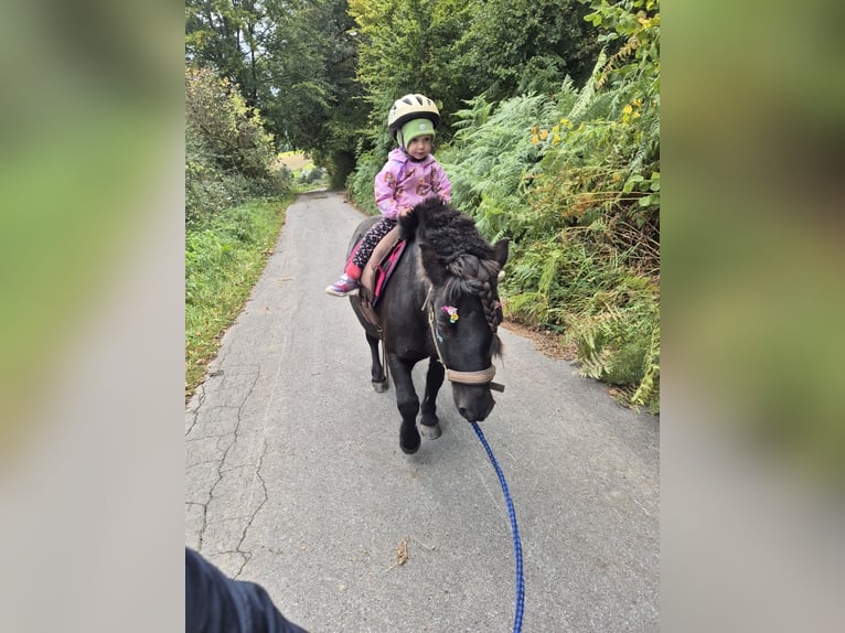 Shetland Castrone 9 Anni 100 cm Morello in Eslohe