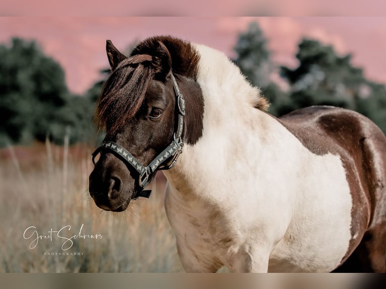 Shetland Castrone 9 Anni 100 cm Pezzato in Essen