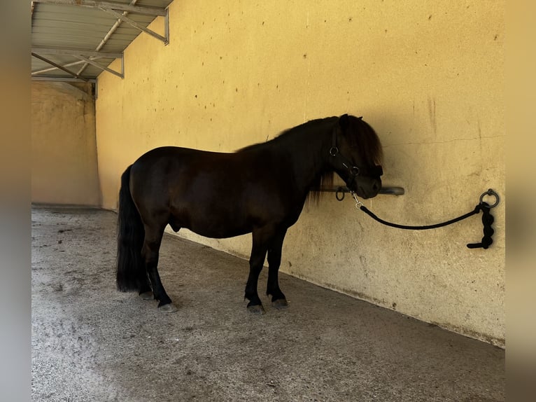 Shetland Castrone 9 Anni 104 cm Morello in Saint-Martin-de-Crau