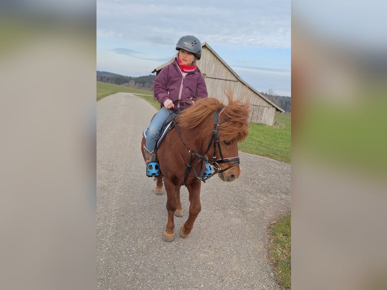 Shetland Castrone 9 Anni 105 cm Sauro ciliegia in Argenbühl