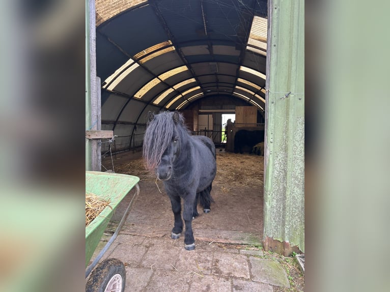 Shetland Castrone 9 Anni 106 cm Morello in Hazerswoude Rijndijk