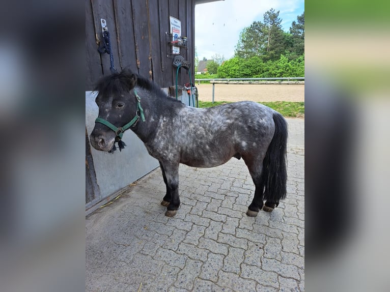 Shetland Castrone 9 Anni 85 cm Grigio ferro in Braunschweig