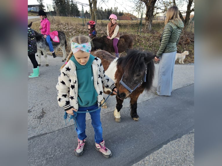 Shetland Giumenta 10 Anni 100 cm Pezzato in Waldkirchen