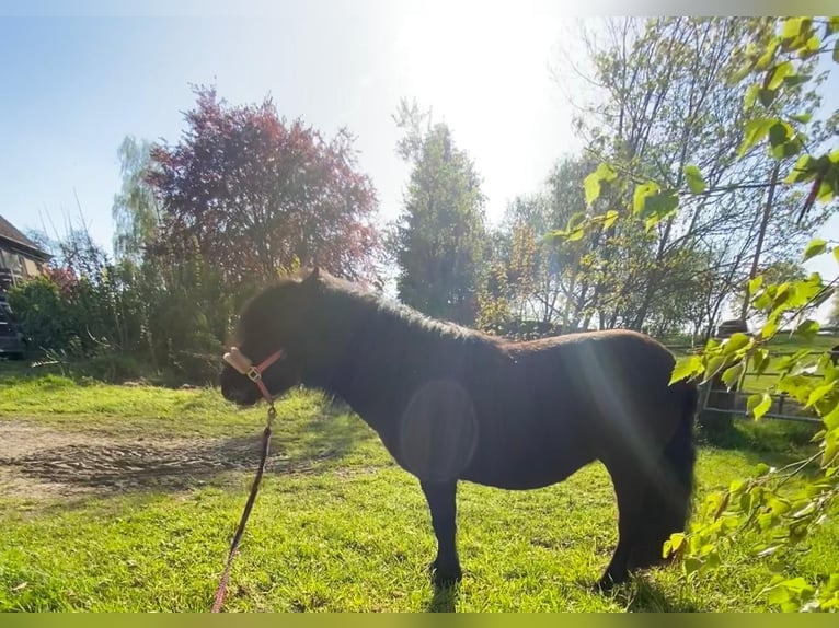 Shetland Giumenta 10 Anni 103 cm Morello in Iserlohn