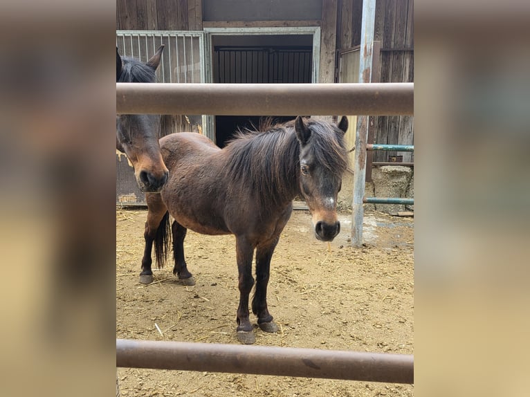 Shetland Mix Giumenta 10 Anni 105 cm Baio in Sipbachzell
