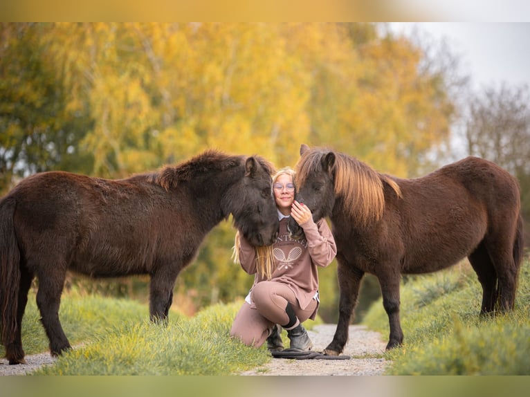 Shetland Giumenta 10 Anni 105 cm Baio scuro in Bruchsal