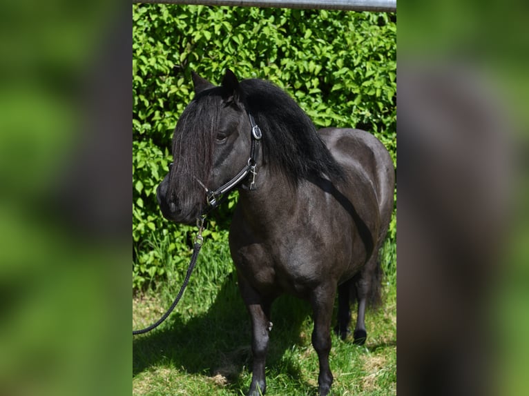 Shetland Giumenta 10 Anni 105 cm Morello in Geilenkirchen