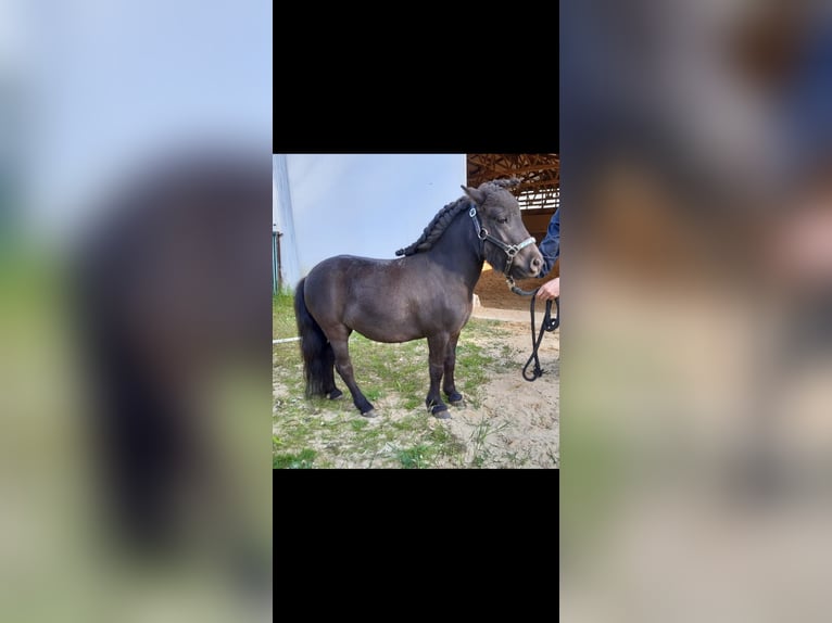Shetland Giumenta 10 Anni 75 cm Morello in Trochtelfingen