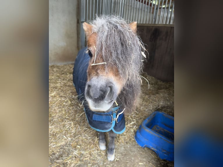 Shetland Giumenta 10 Anni 82 cm Sauro scuro in Abtsgmünd