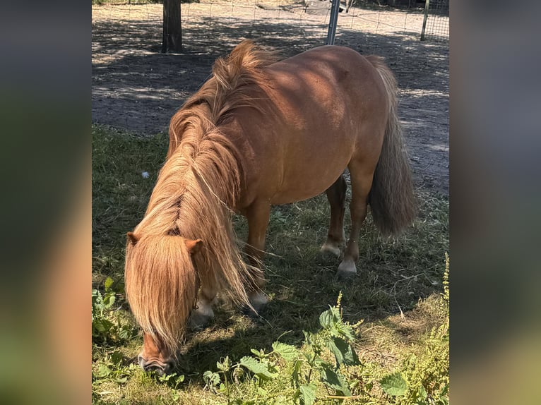 Shetland Giumenta 10 Anni 90 cm Sauro in Oberhausen-Rheinhausen