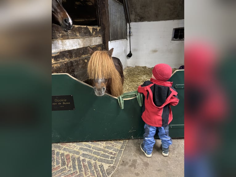 Shetland Giumenta 11 Anni 100 cm Sauro in Rastede