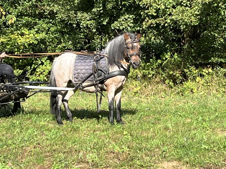 Shetland Giumenta 11 Anni 110 cm Grigio rossastro in Ursensollen