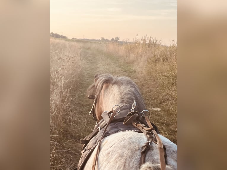 Shetland Giumenta 11 Anni 110 cm Grigio rossastro in Ursensollen