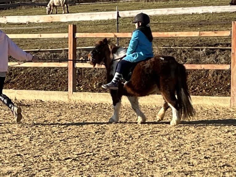 Shetland Giumenta 11 Anni 110 cm Pezzato in Ursensollen