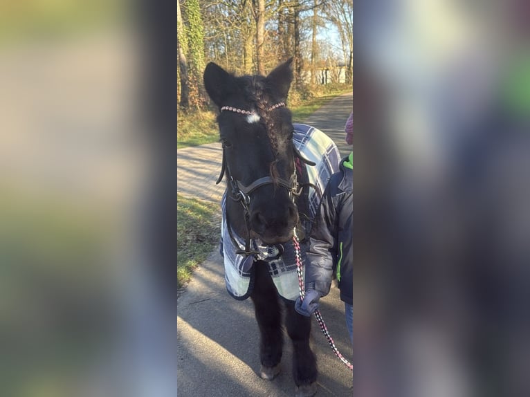 Shetland Giumenta 11 Anni 115 cm Morello in Elsdorf-Westerm&#xFC;hlen