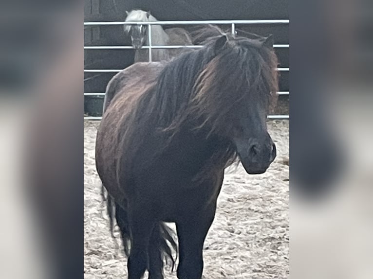 Shetland Giumenta 11 Anni 115 cm Morello in Elsdorf-Westerm&#xFC;hlen