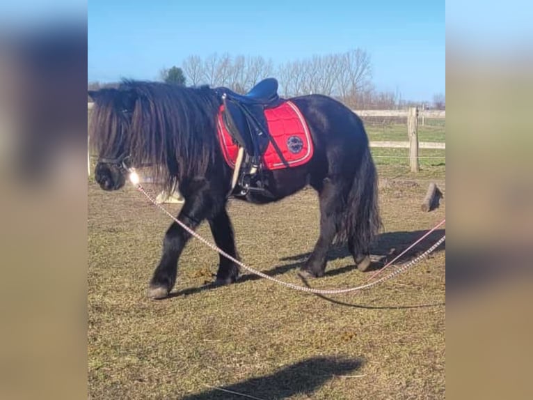 Shetland Giumenta 11 Anni 115 cm Morello in Elsdorf-Westerm&#xFC;hlen