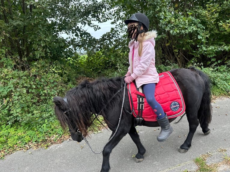 Shetland Giumenta 11 Anni 115 cm Morello in Elsdorf-Westerm&#xFC;hlen