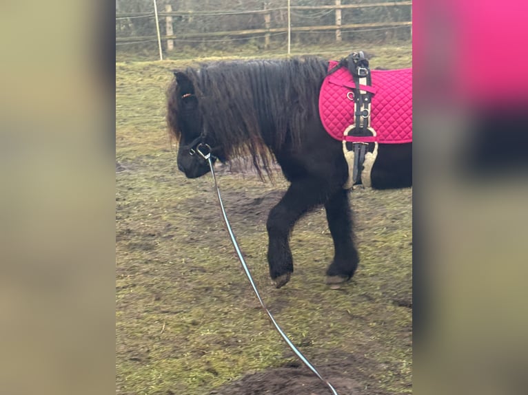Shetland Giumenta 11 Anni 115 cm Morello in Elsdorf-Westerm&#xFC;hlen