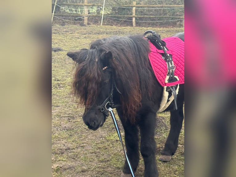 Shetland Giumenta 11 Anni 115 cm Morello in Elsdorf-Westerm&#xFC;hlen