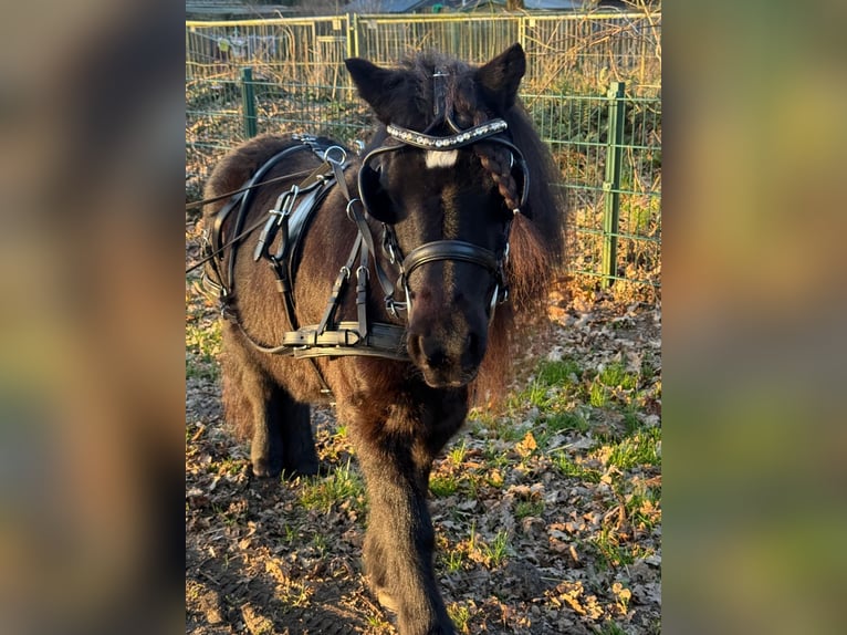 Shetland Giumenta 11 Anni 115 cm Morello in Elsdorf-Westerm&#xFC;hlen
