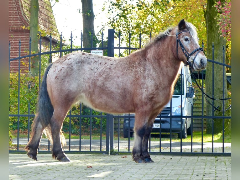 Shetland Mix Giumenta 11 Anni 117 cm Leopard in Halle