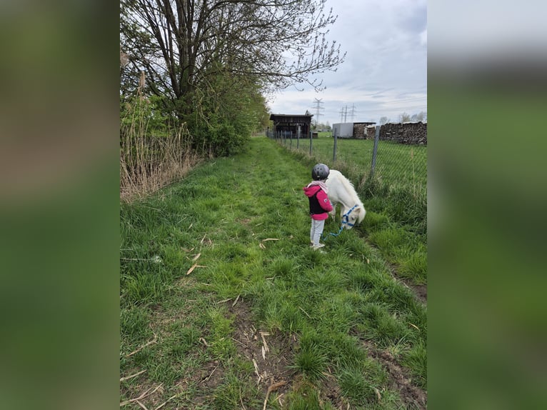 Shetland Giumenta 11 Anni 93 cm Baio in Heppenheim (Bergstraße)
