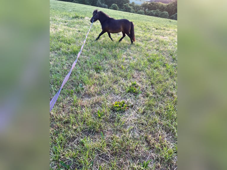 Shetland Giumenta 11 Anni 93 cm Baio in Heppenheim (Bergstraße)