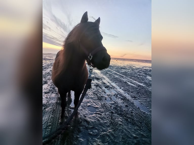 Shetland Giumenta 11 Anni 95 cm Sauro in Cuxhaven