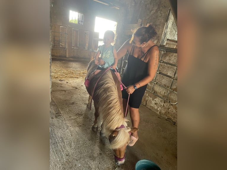 Shetland Giumenta 11 Anni 99 cm Sauro in Altenburg