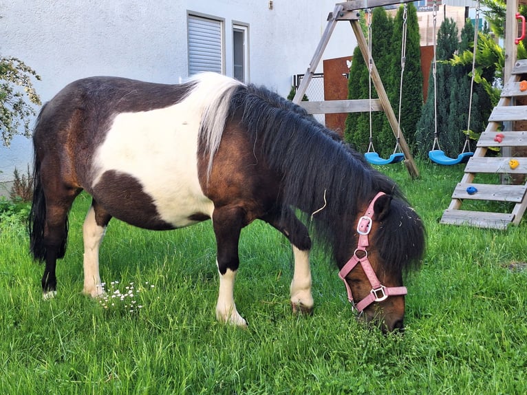 Shetland Giumenta 12 Anni 103 cm Pezzato in Argenbühl