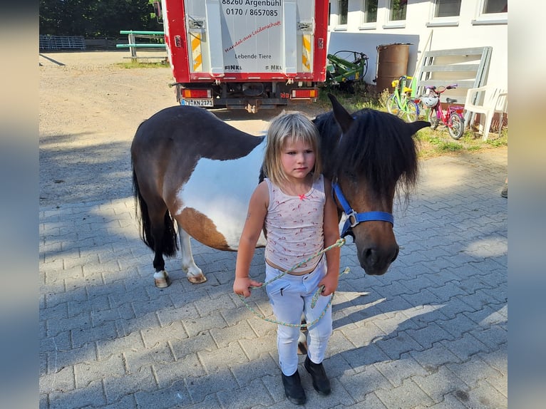 Shetland Giumenta 12 Anni 103 cm Pezzato in Argenbühl