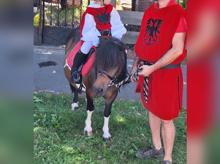Shetland Giumenta 12 Anni 103 cm Pezzato in Argenbühl