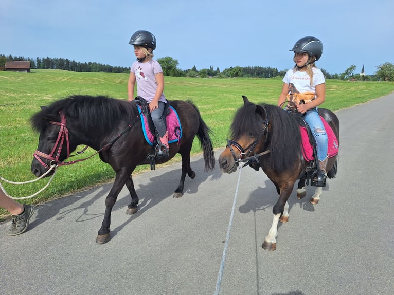 Shetland Giumenta 12 Anni 103 cm Pezzato in Argenbühl