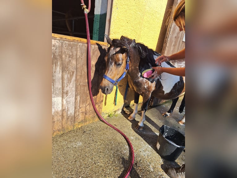 Shetland Giumenta 12 Anni 103 cm Pezzato in Argenbühl