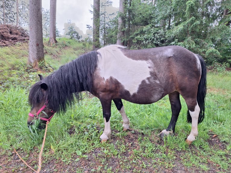 Shetland Giumenta 12 Anni 103 cm Pezzato in Argenbühl