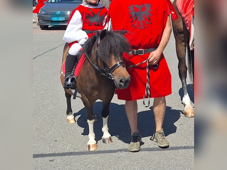 Shetland Giumenta 12 Anni 103 cm Pezzato in Argenbühl