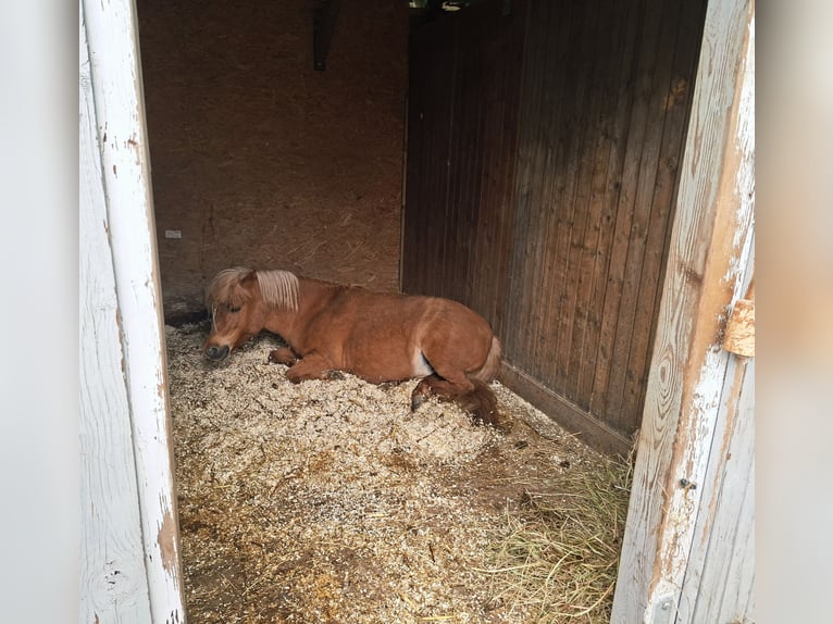 Shetland Giumenta 12 Anni 105 cm Sauro in Staufenberg