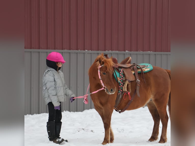 Shetland Giumenta 12 Anni 122 cm Sauro scuro in Howell