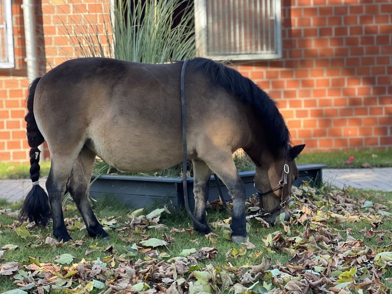 Shetland Giumenta 12 Anni 88 cm Baio in Reinbek
