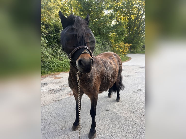 Shetland Giumenta 12 Anni 88 cm Baio in Reinbek