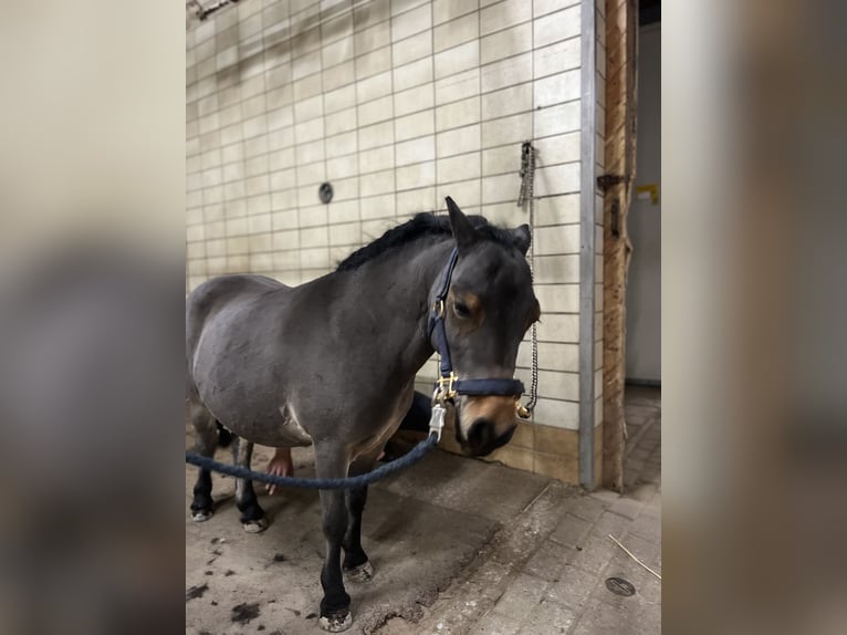 Shetland Giumenta 12 Anni 88 cm Baio in Reinbek