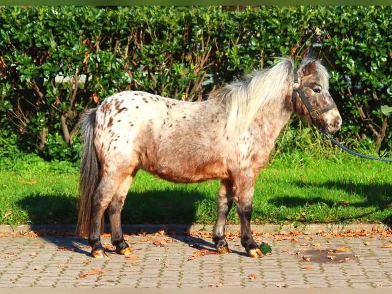 Shetland Giumenta 12 Anni 90 cm Leopard in Selsingen