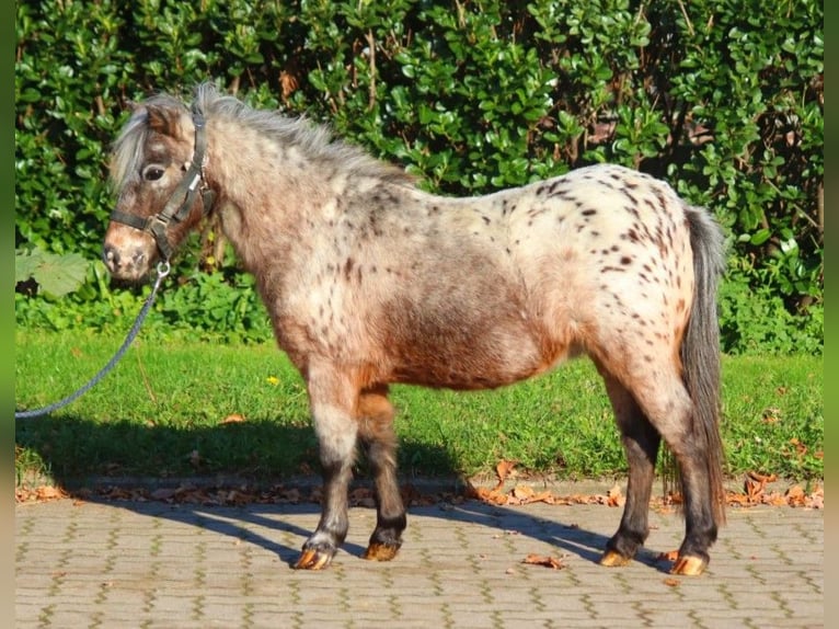 Shetland Giumenta 12 Anni 90 cm Leopard in Selsingen