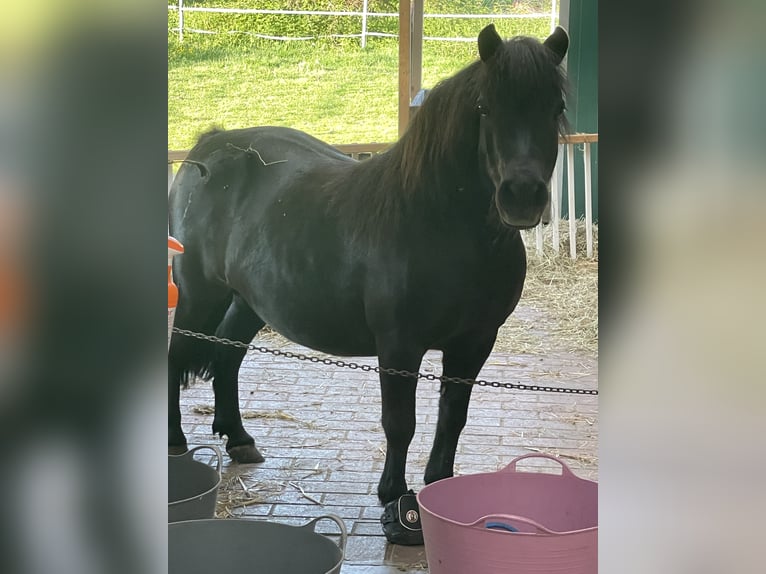 Shetland Giumenta 12 Anni 95 cm Morello in Visbek
