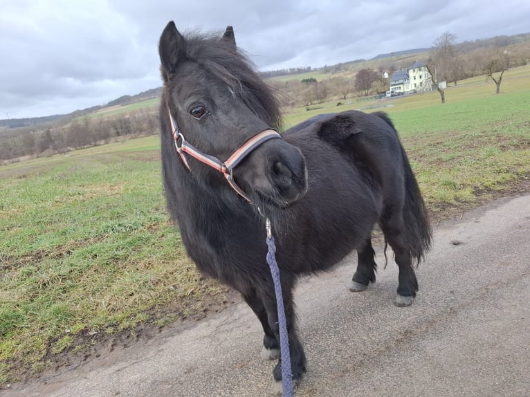 Shetland Giumenta 12 Anni 98 cm Morello in Schlitz