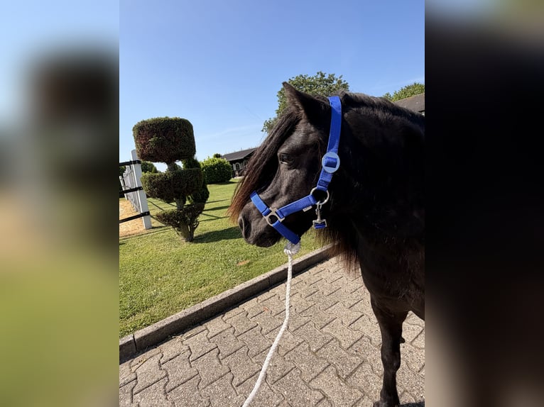 Shetland Giumenta 12 Anni  in Nordwalde