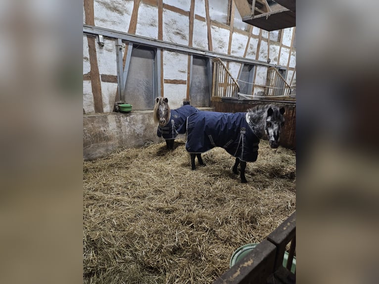 Shetland Mix Giumenta 13 Anni 103 cm Leopard in Eberdingen