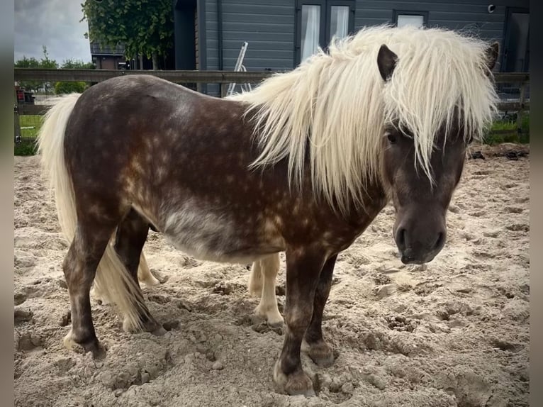 Shetland Giumenta 13 Anni 105 cm Morello in Leerbroek