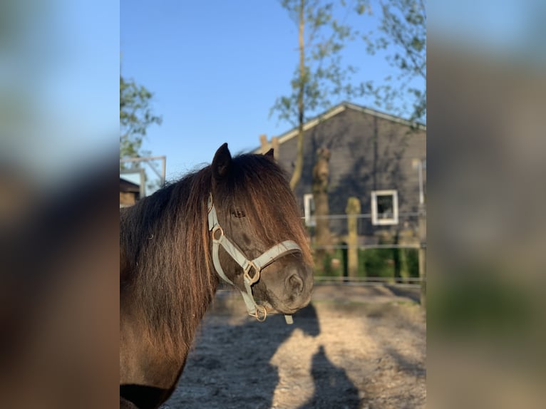 Shetland Giumenta 13 Anni 105 cm Morello in Leerbroek